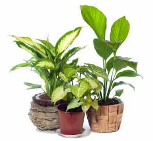 indoor pot plants